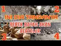 Download Lagu Tanda - tanda bebek bayah akan bertelur | tanda bebek mau bertelur | ciri - ciri bebek mau bertelur