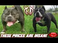 THEY SAY WE SHOULD RAISE THE PRICES OF OUR AMERICAN BULLY PUPPIES