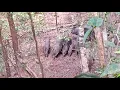 Download Lagu Suara Pikat Babi Hutan Celeng Jantan dan Betina Siang dan Malam (Sus scrofa)