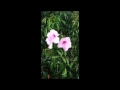 Download Lagu Keindahan asli untuk taman Anda - GroNATIVE