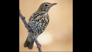 صوت سمن جديد ومعدل 