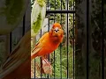 Download Lagu Tembakan canary full speed #canario #birds #canary#pancingankenaribiargacor #canaris#kicaumania