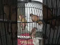 Download Lagu Anakan BURUNG EMPRIT KAJI Umur 6 Minggu 🐦🕊🦅🦆