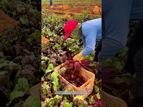 Hand-Harvested Beets at Peak Freshness