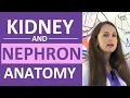 Kidney and Nephron Anatomy Structure Function Renal Function System