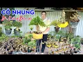 Download Lagu 12/7 Cô Nhung LH #0896406836 Zalo Bán kiểng. Sam Hương. Sam Núi Trái. Linh Sam. Sa Ri trái.