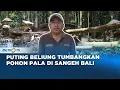 Lagu Puting Beliung Tumbangkan Pohon Pala di Sangeh Bali