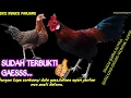 Download Lagu SUARA AYAM HUTAN BETINA UNTUK PANGGIL JANTAN.