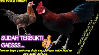 Download SUARA AYAM HUTAN BETINA UNTUK PANGGIL JANTAN. MP3