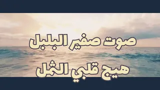 صوت صفير البلبل للأصمعي 