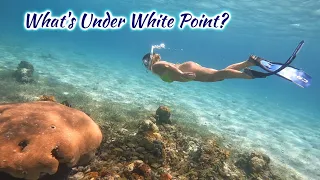 SDA48 What’s Under White Point?