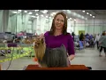 Best of Breed Minute Yorkshire Terrier