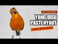 Download Lagu 124 | DIJAMIN !! PASTI IKUT BUNYI !! SUARA ANIS MERAH GACOR PANCINGAN TERCEPAT BIKIN BUNYI GACOR