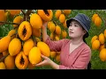 Download Lagu Harves Mini Forest Papaya and cook pig bran for wild boars to eat | Traditional village flavor