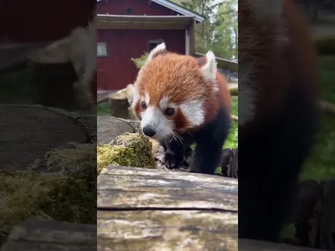 This red panda is the cutest thing you'll see today β₯οΈβ¨