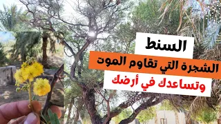 السنط شجرة تتحمل كل الظروف القاسية وفوائدها كثيره                 دندنها
