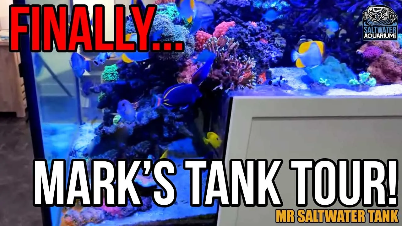 Mark's Own Tank - Massive 12ft "Step Down" Saltwater Aquarium & Dream Fish Room Walkthrough Tour