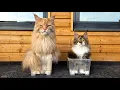 DJ Buster - Fit Inside the Box (Music Video)