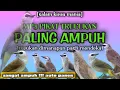 Download Lagu Suara Pikat Trucukan Paling Ampuh Terbaru || Dijamin Mendekat Anti Lepas