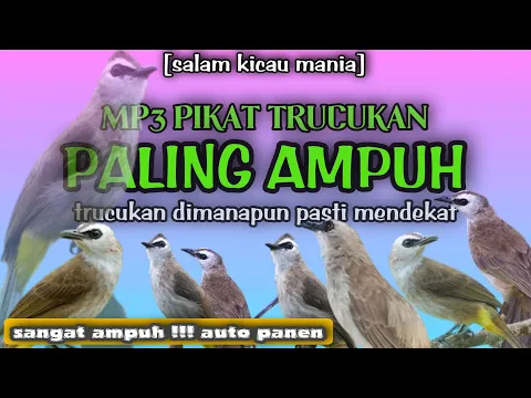 Suara Pikat Trucukan Paling Ampuh Terbaru Dijamin Mendekat Anti Lepas
