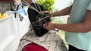 Este truco no falla para enraizar Orquideas en troncos