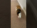 Download Lagu You better run! Cute guinea pig running to get snacks #shorts #run