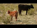 BLM s Biggest Grazing Update in 20 Years Is Here