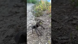 Found this baby California Ebony Tarantula while hiking yesterday. Beautiful spider out in nature.