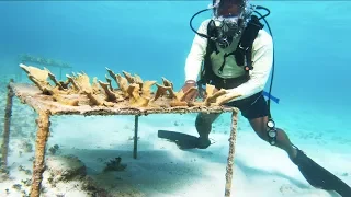 Coral Reef Restoration on the Caribbean Private Island