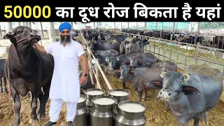 1 करोड़+ का डेयरी फार्म | ₹80 लीटर दूध घर घर | Buffalo Cow Dairy Farm Business Plan | Dairy Farming