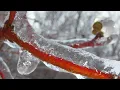 The sound of frozen branches sound on