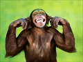 Lagu O HOMEM MACACO QUE NAO TEM ALMA E NEM CORACAO