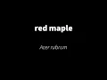 Acer rubrum - red maple