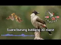 suara burung Kutilang 30 menit