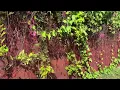 Download Lagu Today’s yard job 