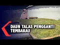 Download Lagu Manfaatkan Daun Talas Sebagai Pengganti Tembakau