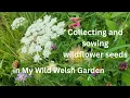 Download Lagu How to collect and sow wildflower seed.