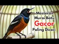 Download Lagu Aas Murai Batu Snel geluid! Masteran Champion Bird met volledige inhoud, gegarandeerd meer Gacor