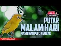 Download Lagu 🔴 LIVE masteran PLECI MALAM HARI perangsang pleci nembak materi #masteranpleci