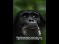 Chimpanzees eat monkeys that have strayed into their territory