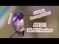 Download Lagu Suara Kolibri Mp3 - Download Suara Burung Kolibri Ninja Kelapa Wulung Rame Ribut Untuk Pikat!