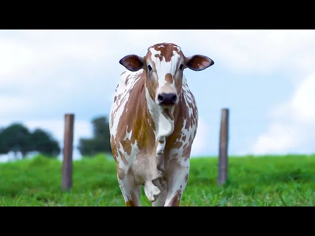 Garrote Nelore MLR - 289