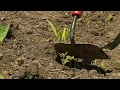 Using a Hoe for Weed Control - This Week in the Garden