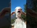 Terpingkal kambing lucu tertawa #goat #kambing #mbek