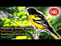 Download Lagu Masteran Burung Luar Negeri Suara Ngalas - Suara Tembakan Unik Burung \