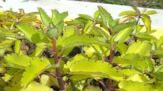 how to use miracle leaf and its benefits