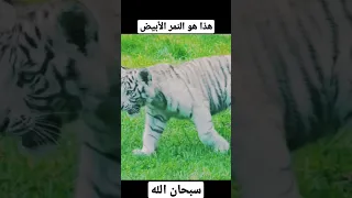 لمن لم يسبق له رؤية النمر الأبيض 