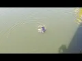 Duck vs Catfish