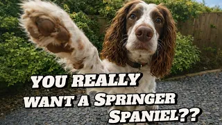 5 Pros and Cons to owning a Springer Spaniel