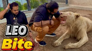 Leo bite on my hand😱simba nay sara gosht harab kar dia😰(mian saqib)